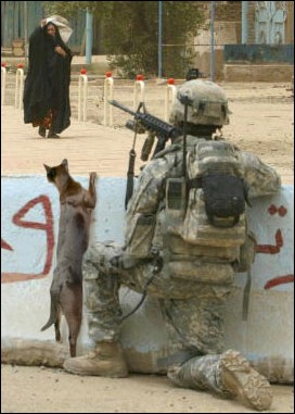 The Cats of War