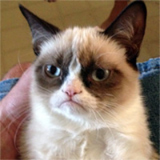 Extra-Grumpy Cat