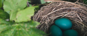 Eggs incubating in a nest