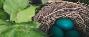 Eggs incubating in a nest