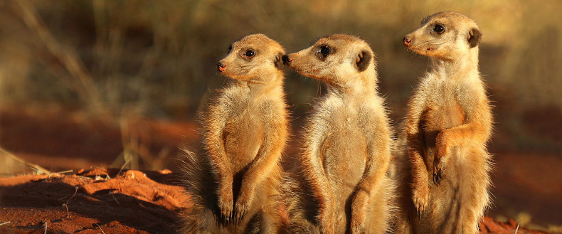 Meerkats