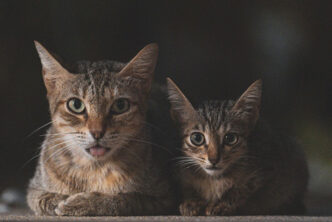 Two cats connected, via 세혁 장 on Pixabay