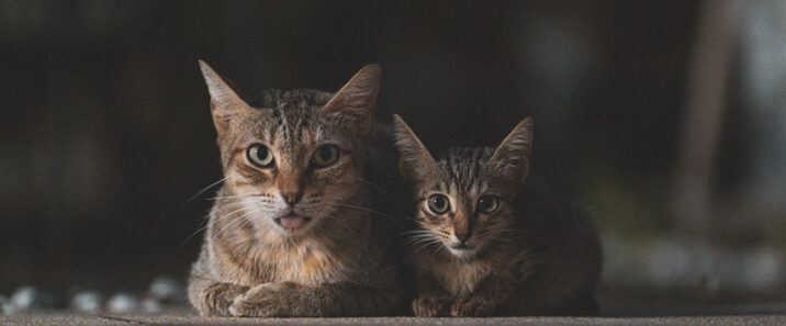 Two cats connected, via 세혁 장 on Pixabay