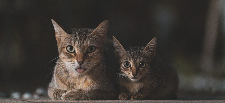 Two cats connected, via 세혁 장 on Pixabay