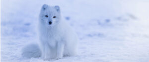 Some foxes are whiter than others