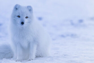 Some foxes are whiter than others