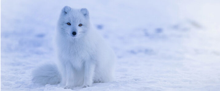 Some foxes are whiter than others