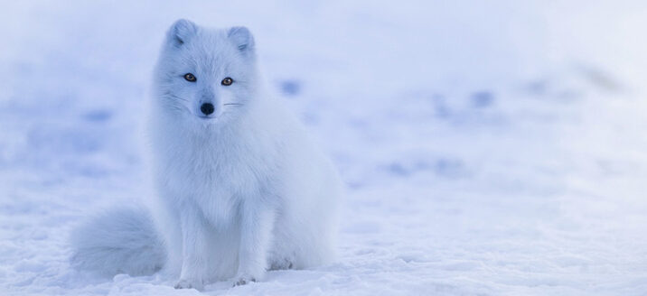 Some foxes are whiter than others
