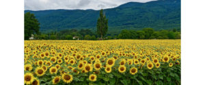 Online petitions - and sunflowers