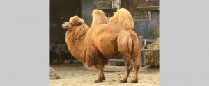 Camel: a horse designed by committee