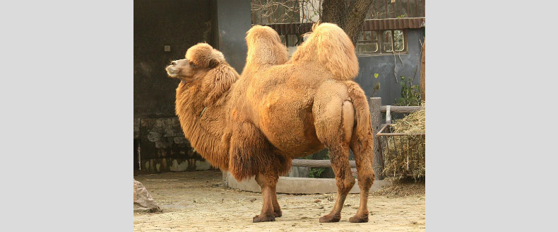 Camel: a horse designed by a committee